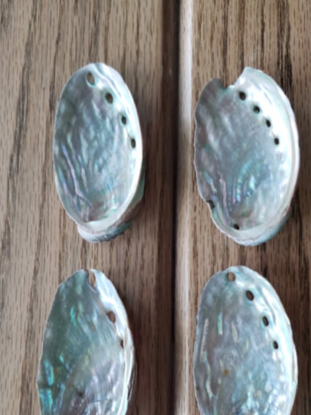 Set of 4 Natural Abalone Conch Sea Shells 2.5" - 3"